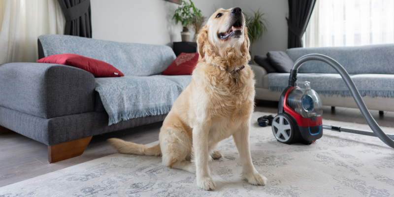 Whole-House Cleaning in Holly Springs, North Carolina 